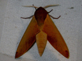 Phylloxiphia metria